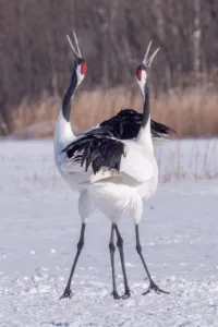 The Stunning World of Wildlife Photography in Japan